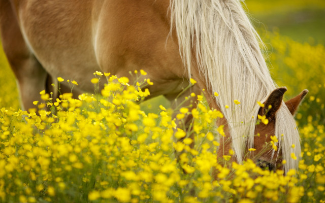Horse grazing yellow flower field free wallpaper for desktop - medium preview image