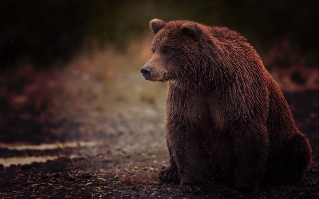 Brown bear forest night aurora free wallpaper - medium preview image