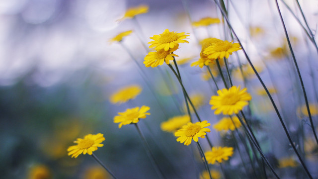 Yellow flowers grass blurry background #2 free wallpaper - medium preview image