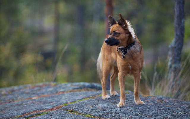 Shiba inu bronze sculpture woods free wallpaper - medium preview image