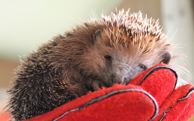 Hedgehog red glove sad photography free wallpaper - medium preview image