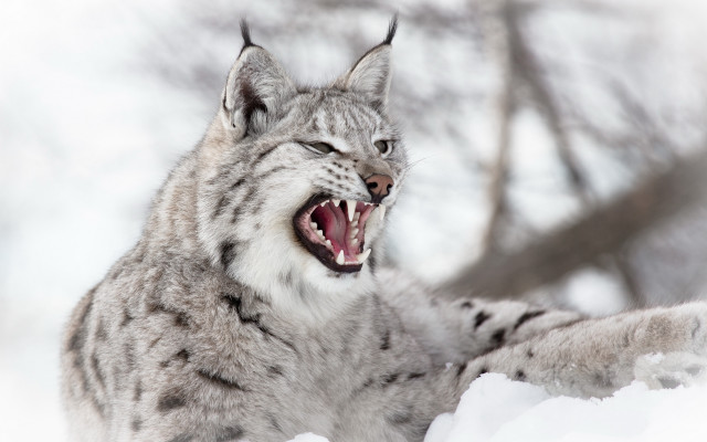 Lynx open mouth sharp teeth free wallpaper - medium preview image