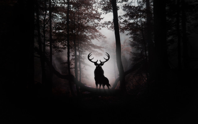 Deer forest night fog light free wallpaper - medium preview image