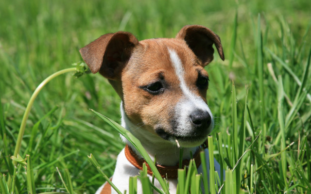 Dog sitting grass sad look #3 free wallpaper - medium preview image