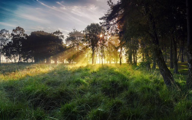 Sunlit field trees grass lake free wallpaper - medium preview image