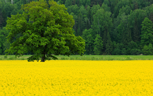 Lone tree yellow flower field #2 free wallpaper - medium preview image