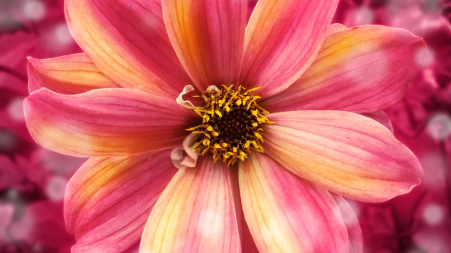 Pink flower yellow center blurry #3 free wallpaper - medium preview image