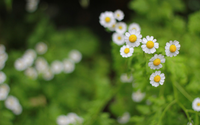 Daisies grass field bokeh shallow #2 free wallpaper - medium preview image