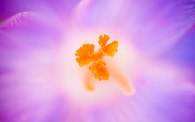 Purple flower macro butterfly sunset #2 free wallpaper - medium preview image