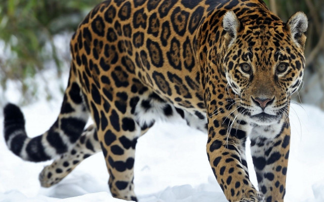 Leopard snowy field trees bushes free wallpaper - medium preview image