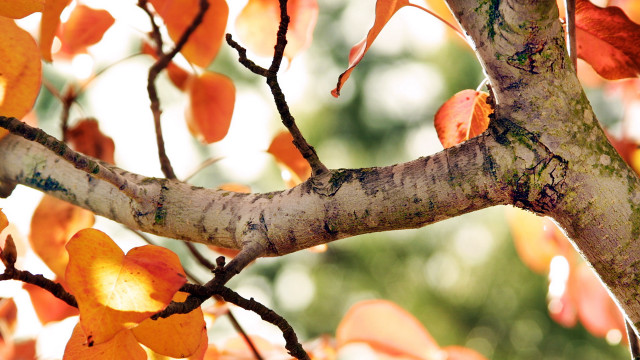Orange tree white bark green free wallpaper - medium preview image