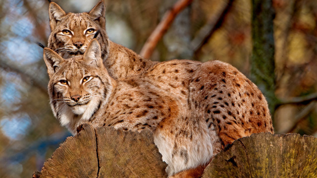 Lynx trees stump woods animal free wallpaper - medium preview image