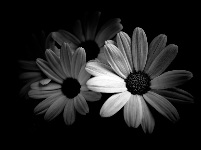 Black white flower daisy lily free wallpaper - medium preview image