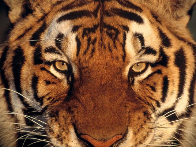 Tiger large brown face black free wallpaper - medium preview image