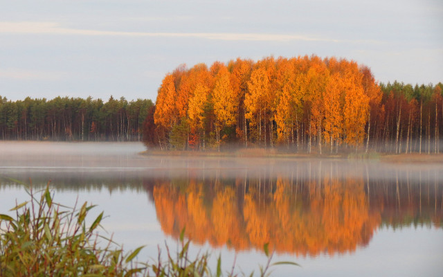 Autumn lake fog orange leaves free wallpaper - medium preview image