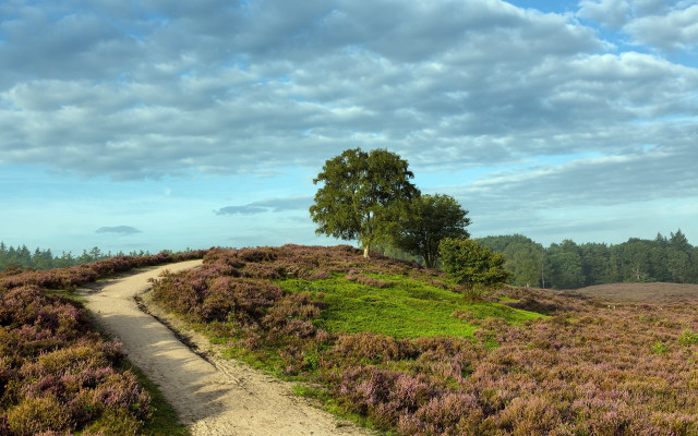 Dirt path tree hill purple free wallpaper - medium preview image