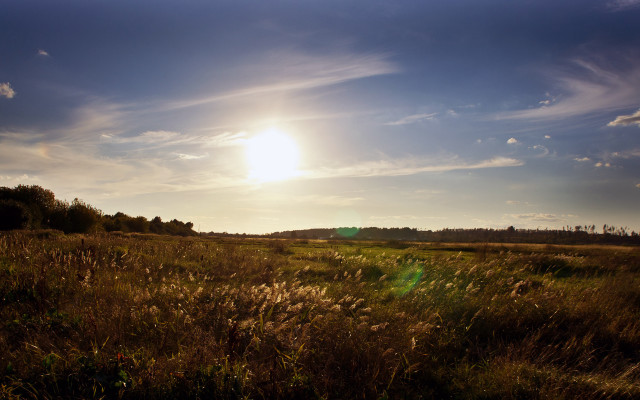 Grass trees sky sun clouds free wallpaper - medium preview image