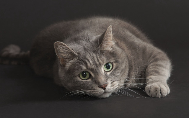 Cat green eyes whiskers felix free wallpaper - medium preview image