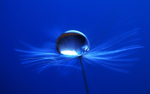 Blue flower water drop macro #2 free wallpaper - medium preview image
