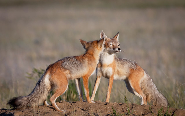 Two foxes dirt hill grass free wallpaper - medium preview image