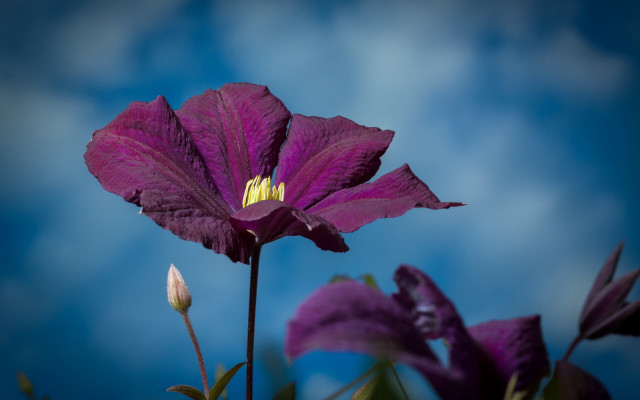 Purple flower blue sky macro #2 free wallpaper - medium preview image