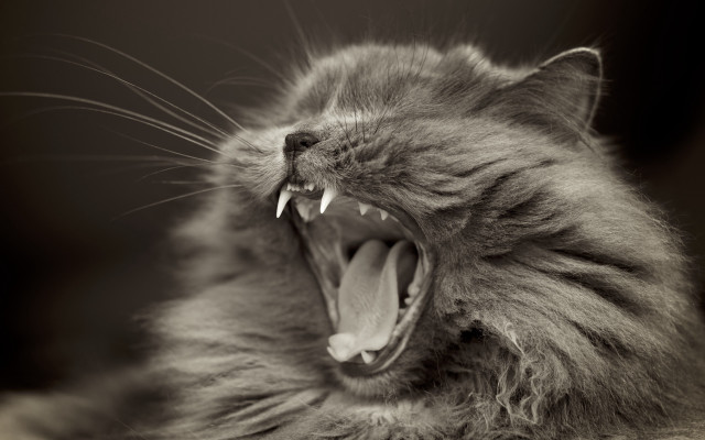 Cat open mouth gothic monochrome free wallpaper - medium preview image