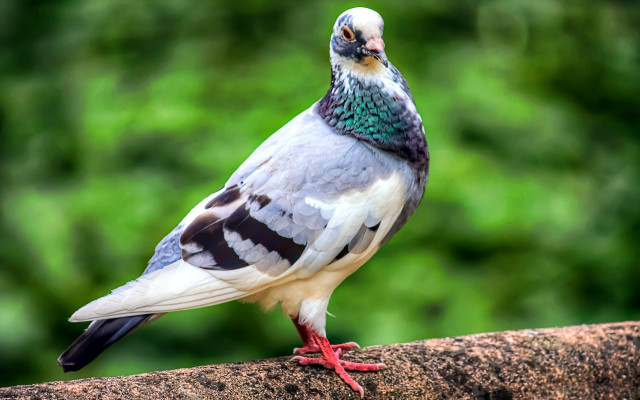 Multicolored bird branch green background free wallpaper - medium preview image