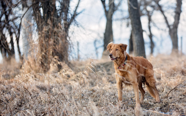 Dog field trees grass camera free wallpaper - medium preview image