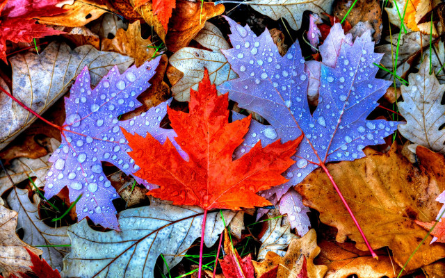 Leaves water droplets forest autumn free wallpaper - medium preview image