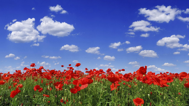 Red flowers blue sky clouds #3 free wallpaper - medium preview image