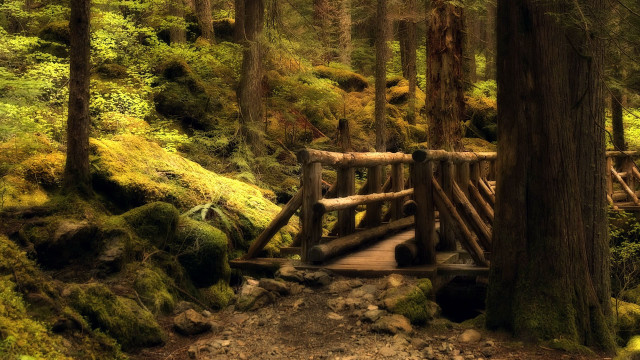 Wooden bridge forest mossy trees #2 free wallpaper - medium preview image