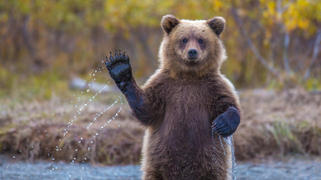 Brown bear water spouting ecological free wallpaper - medium preview image