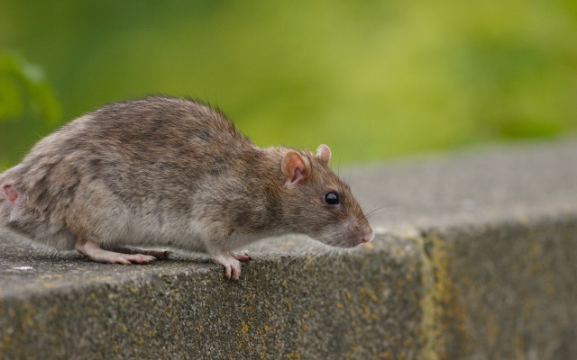Rat ledge sun food animal free wallpaper - medium preview image