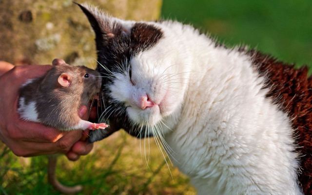 Cat licking open mouth rat free wallpaper - medium preview image