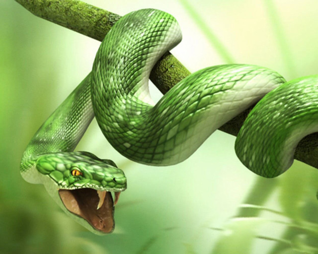 Green snake mouth open branch free wallpaper - medium preview image