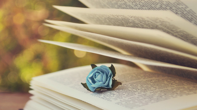 Blue rose book blurry background free wallpaper - medium preview image