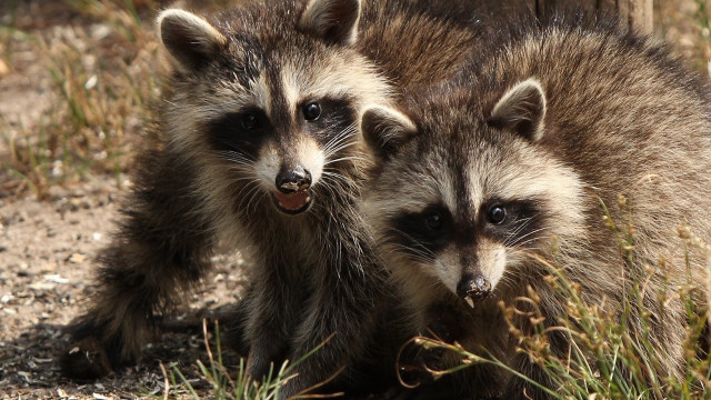 Raccoons grass primivitism jigsaw animal free wallpaper - medium preview image