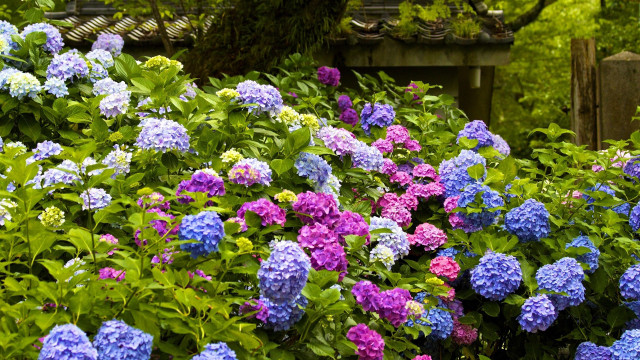 Garden bench flower field colorful free wallpaper - medium preview image