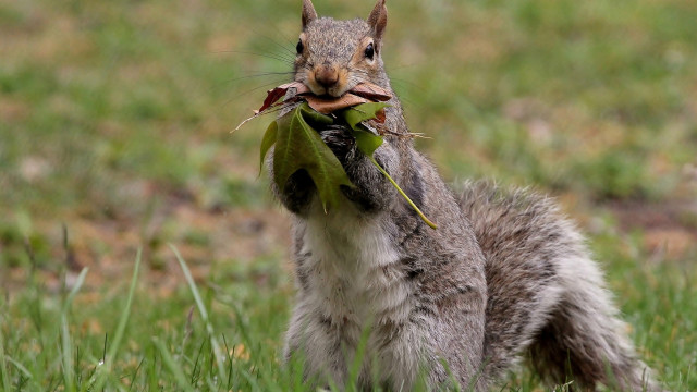 Squirrel eating leaf wood ecological free wallpaper - medium preview image