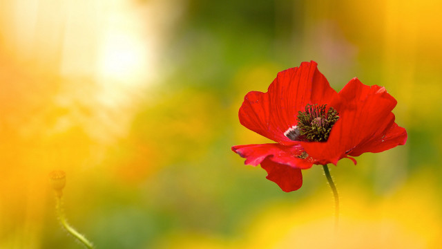 Red flower bee field autumn free wallpaper - medium preview image