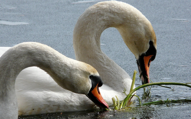 Two swans swimming eating water free wallpaper - medium preview image