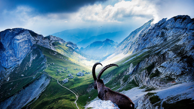 Goat mountain valley hills sky free wallpaper - medium preview image