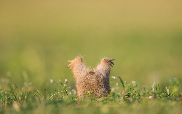 Squirrel standing grass open mouth free wallpaper - medium preview image