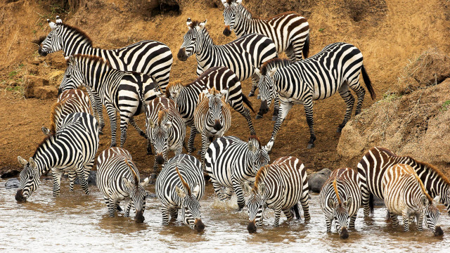 Zebras water rockycliff outdoors wildlife free wallpaper - medium preview image