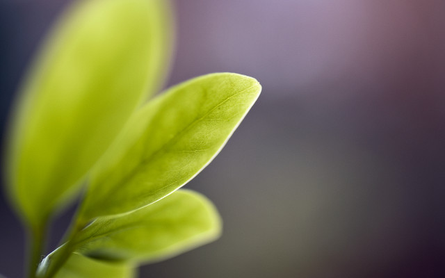 Green leaf macro shallow depth #4 free wallpaper - medium preview image