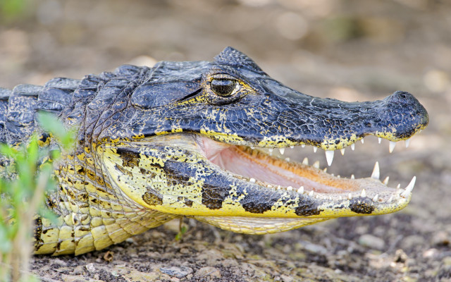 Alligator mouth open grass dirt free wallpaper - medium preview image