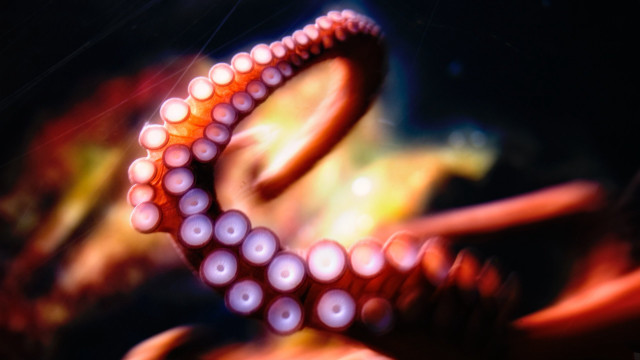 Octopus tentacles ocean bright water free wallpaper - medium preview image