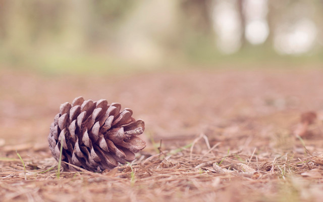 Pine cone woods grass trees free wallpaper - medium preview image