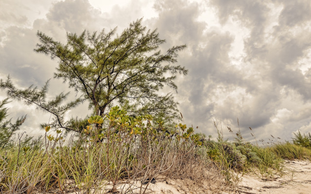 Tree beach cloudy sky autumn free wallpaper - medium preview image