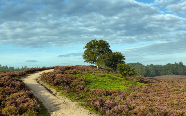 Dirt path tree hillside purple free wallpaper - medium preview image
